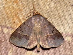 Plecoptera melalepis