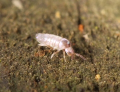 Lepidocyrtus curvicollis