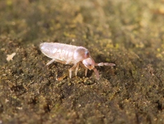 Lepidocyrtus curvicollis