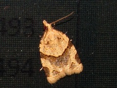 Clepsis prona