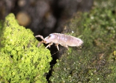 Lepidocyrtus curvicollis