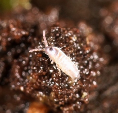 Lepidocyrtus curvicollis