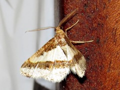 Ligdia pectinicornis