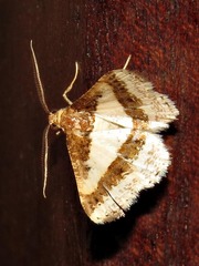 Ligdia pectinicornis