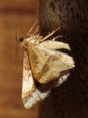 Ligdia pectinicornis