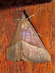 Hypena lividalis