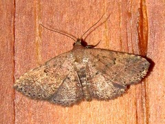 Cerynea thermesialis