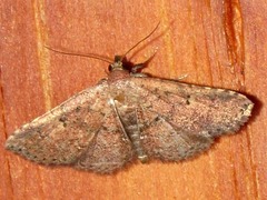 Cerynea thermesialis