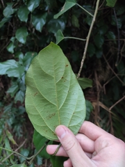 Tinomiscium petiolare