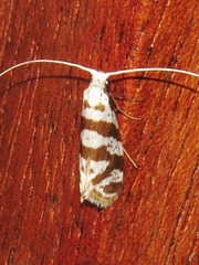 Ceromitia wahlbergi