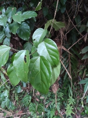 Tinomiscium petiolare