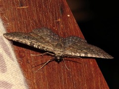 Horisme punctiscripta