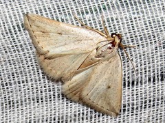 Eublemma uninotata