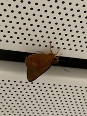 Bibasis harisa consobrina