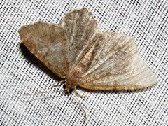Chiasmia confuscata