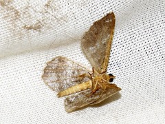 Chiasmia confuscata