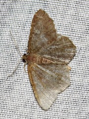 Chiasmia confuscata
