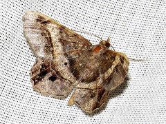Chiasmia umbrata