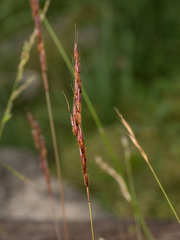 Sorghum leiocladum