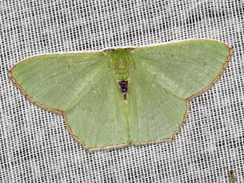 Lophorrhachia aenospila