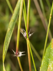 Sorghum leiocladum
