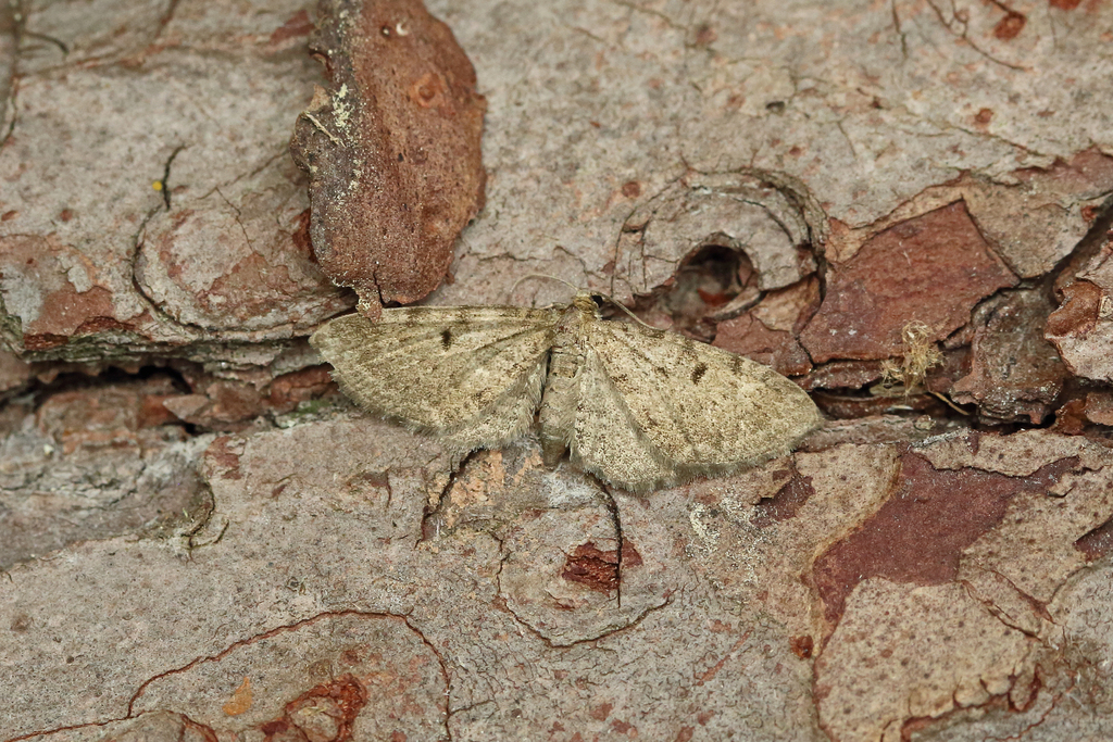Triple-spotted Pug