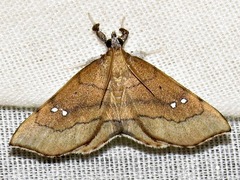 Disticta atava