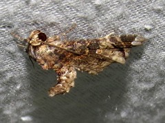 Eutelia catephioides