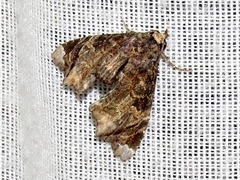 Eutelia catephioides