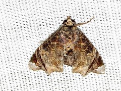 Eutelia catephioides