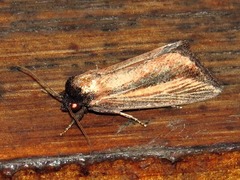 Acrapex brunnea