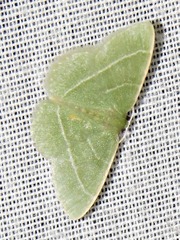 Chlorissa attenuata