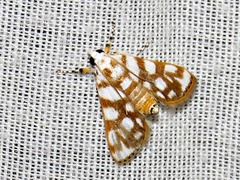 Obtusipalpis pardalis