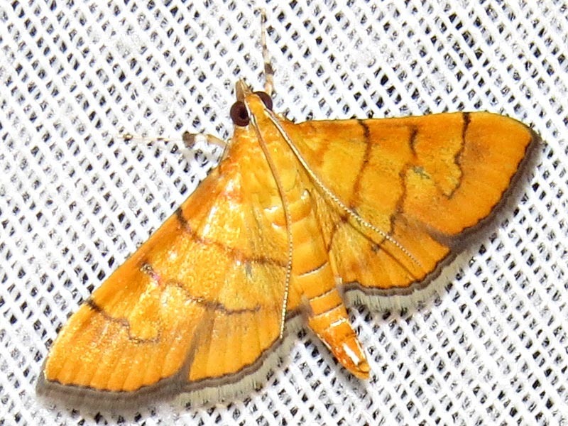 Lantana Leaftier