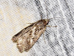 Callopistria yerburii