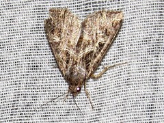 Callopistria yerburii
