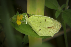 Abaeis xantochlora xantochlora