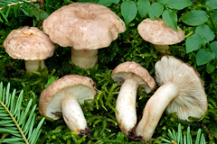 Lactarius albocarneus