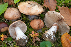 Cortinarius pseudoarcuatorum