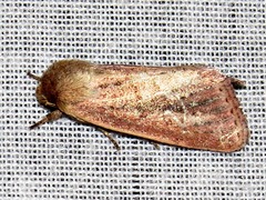 Aspidifrontia rufescens