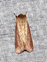 Aspidifrontia rufescens