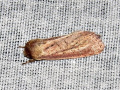 Aspidifrontia rufescens