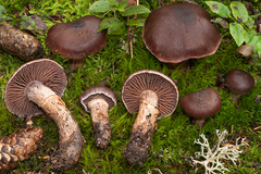 Cortinarius brunneus
