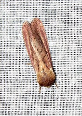 Aspidifrontia rufescens