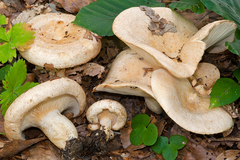 Lactarius illyricus
