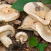 Lactarius illyricus - Photo (c) Federico Calledda, some rights reserved (CC BY-NC), uploaded by Federico Calledda