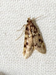 Aglossa incultalis