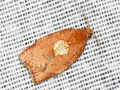 Epichoristodes dorsiplagana