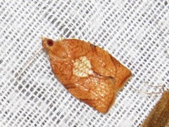Epichoristodes dorsiplagana