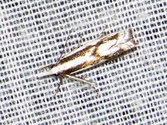 Crambus attis
